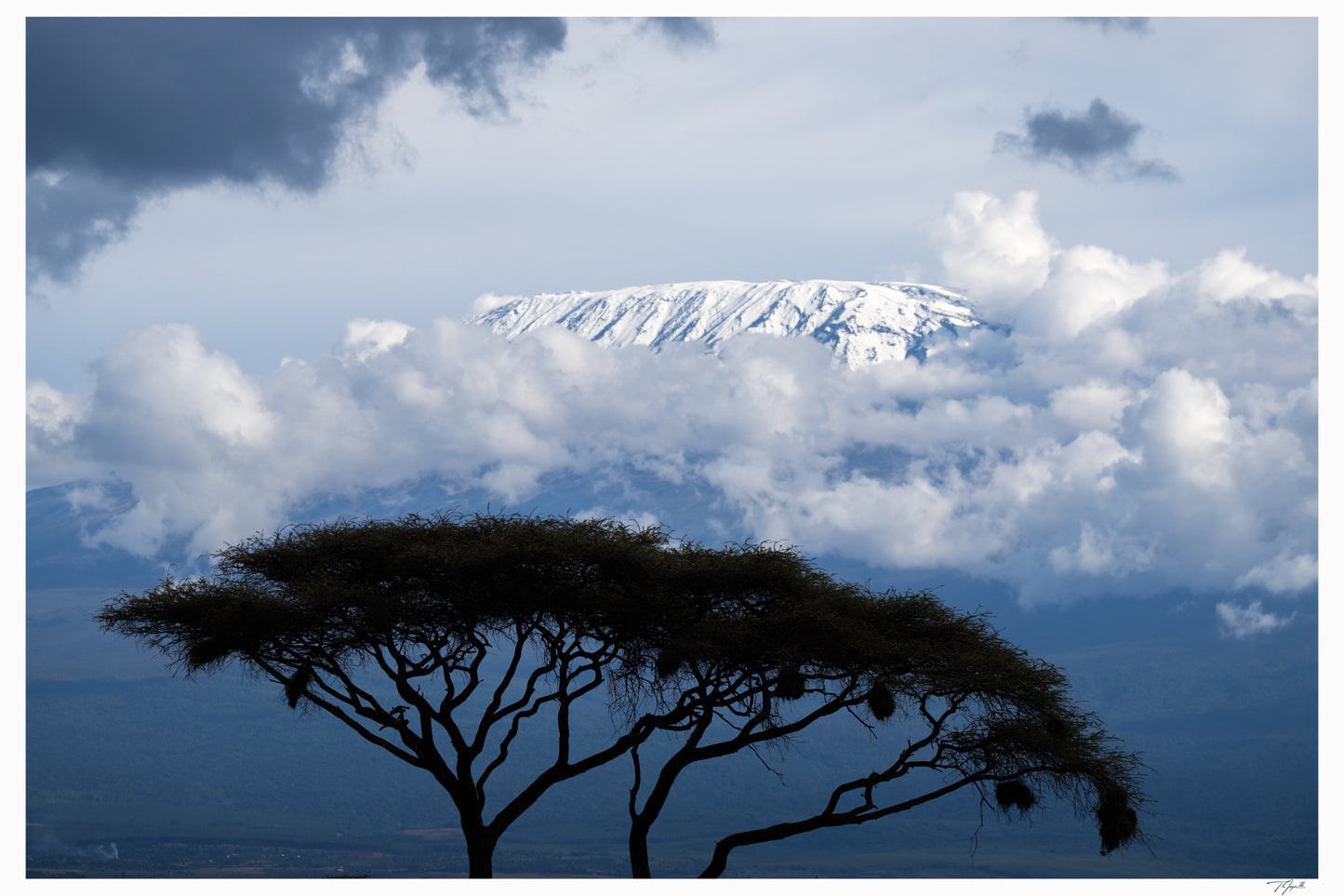 Kilimanjaro Acacia
