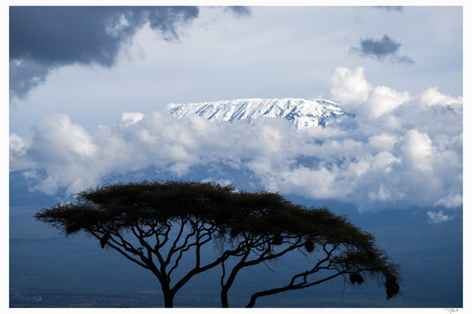 Kilimanjaro Acacia