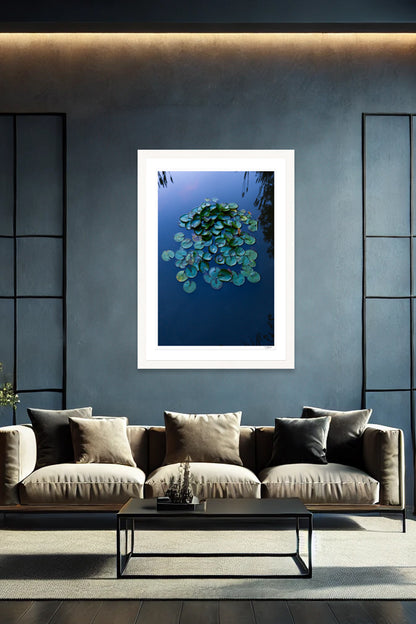 Lily Pads