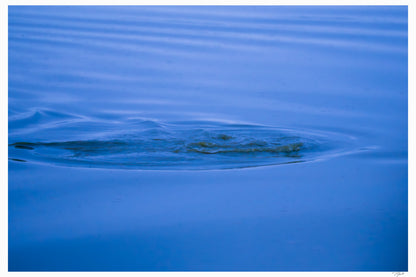 Hidden Hippo