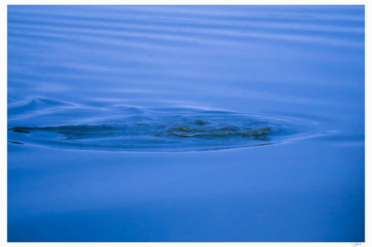 Hidden Hippo
