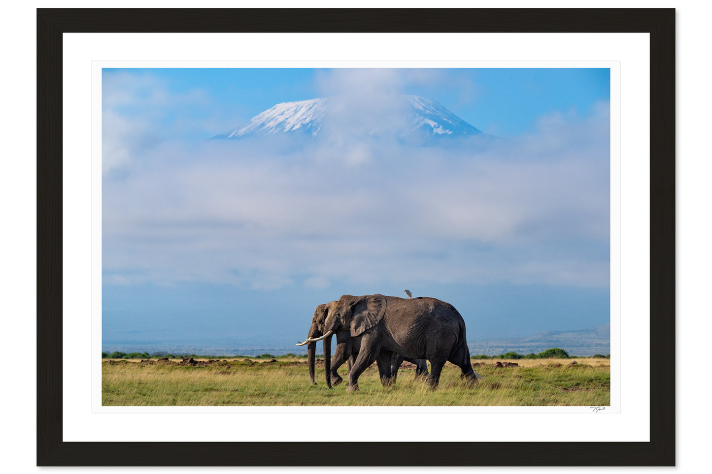Kilimanjaro Elephants
