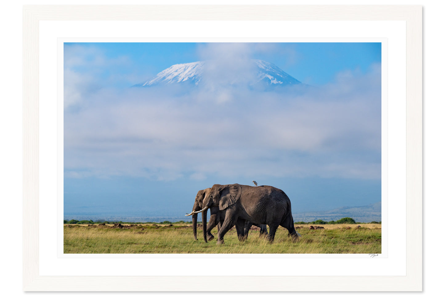 Kilimanjaro Elephants