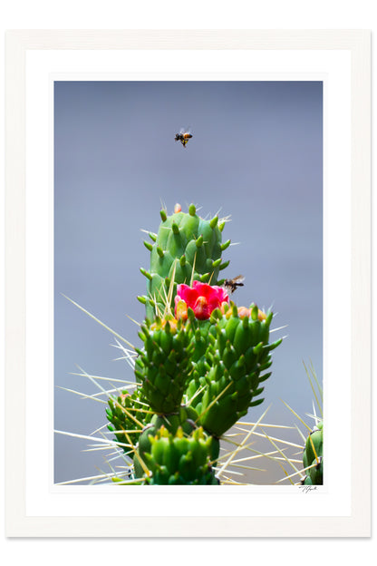 Cholla Nectar