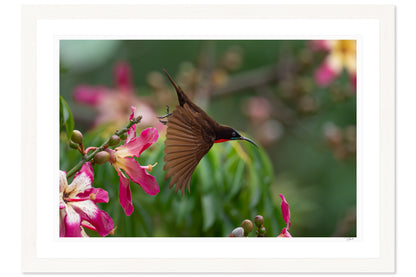Scarlet Sunbird