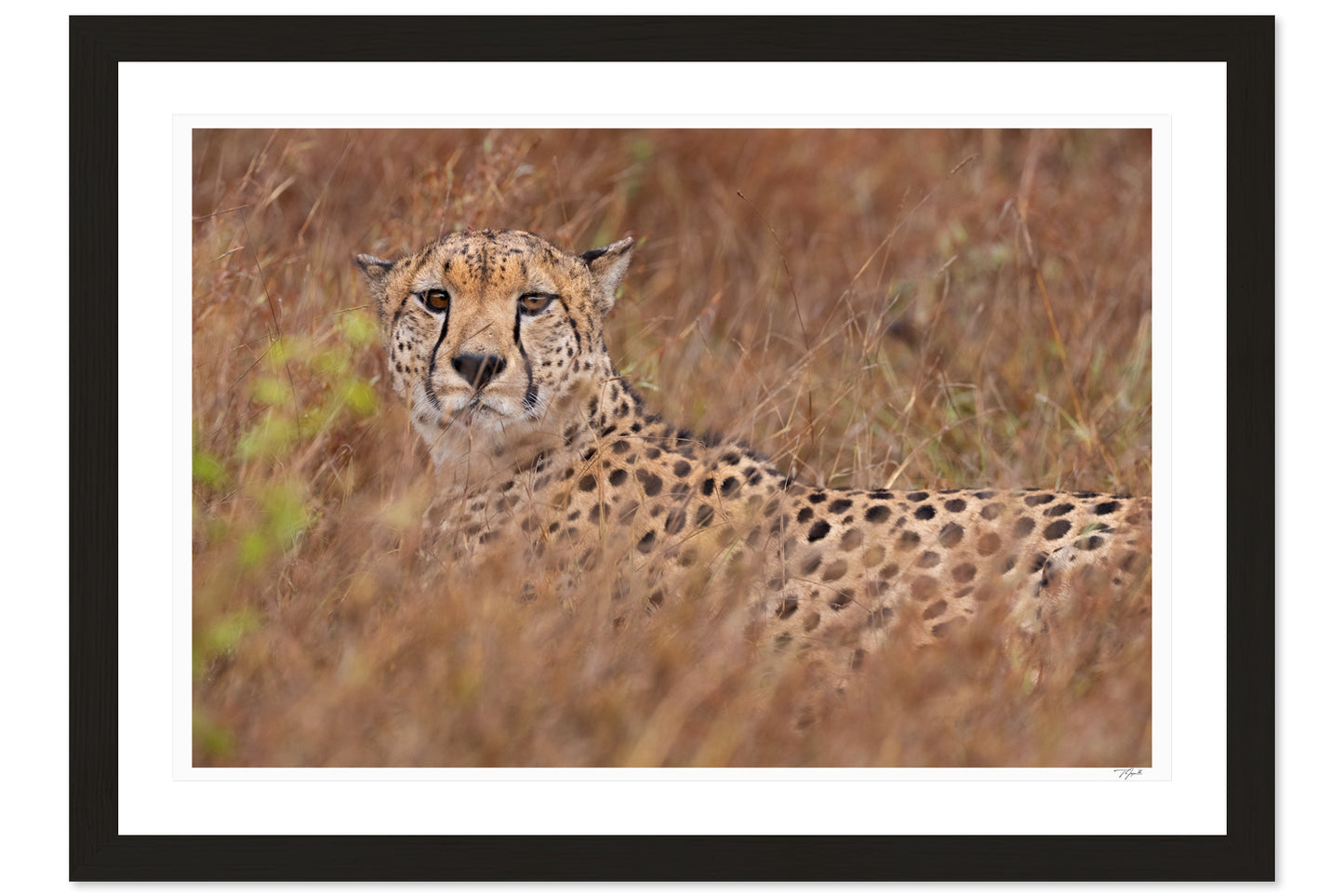 Cheetah Camouflage