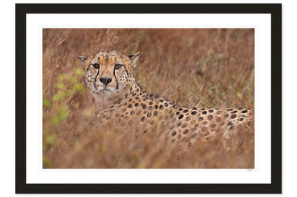 Cheetah Camouflage