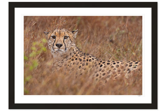 Cheetah Camouflage