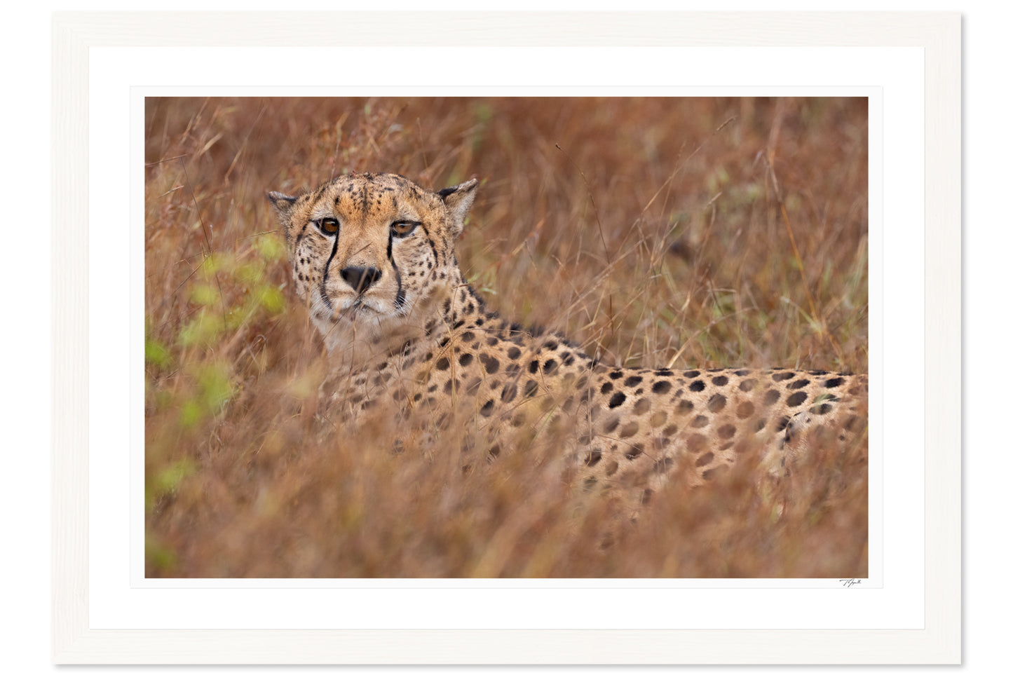Cheetah Camouflage