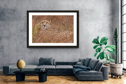 Cheetah Camouflage