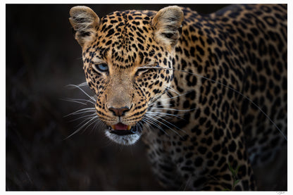 Leopard Wink
