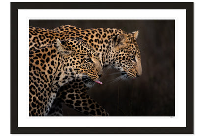Leopard Shadow