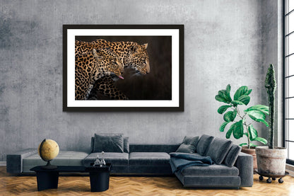 Leopard Shadow