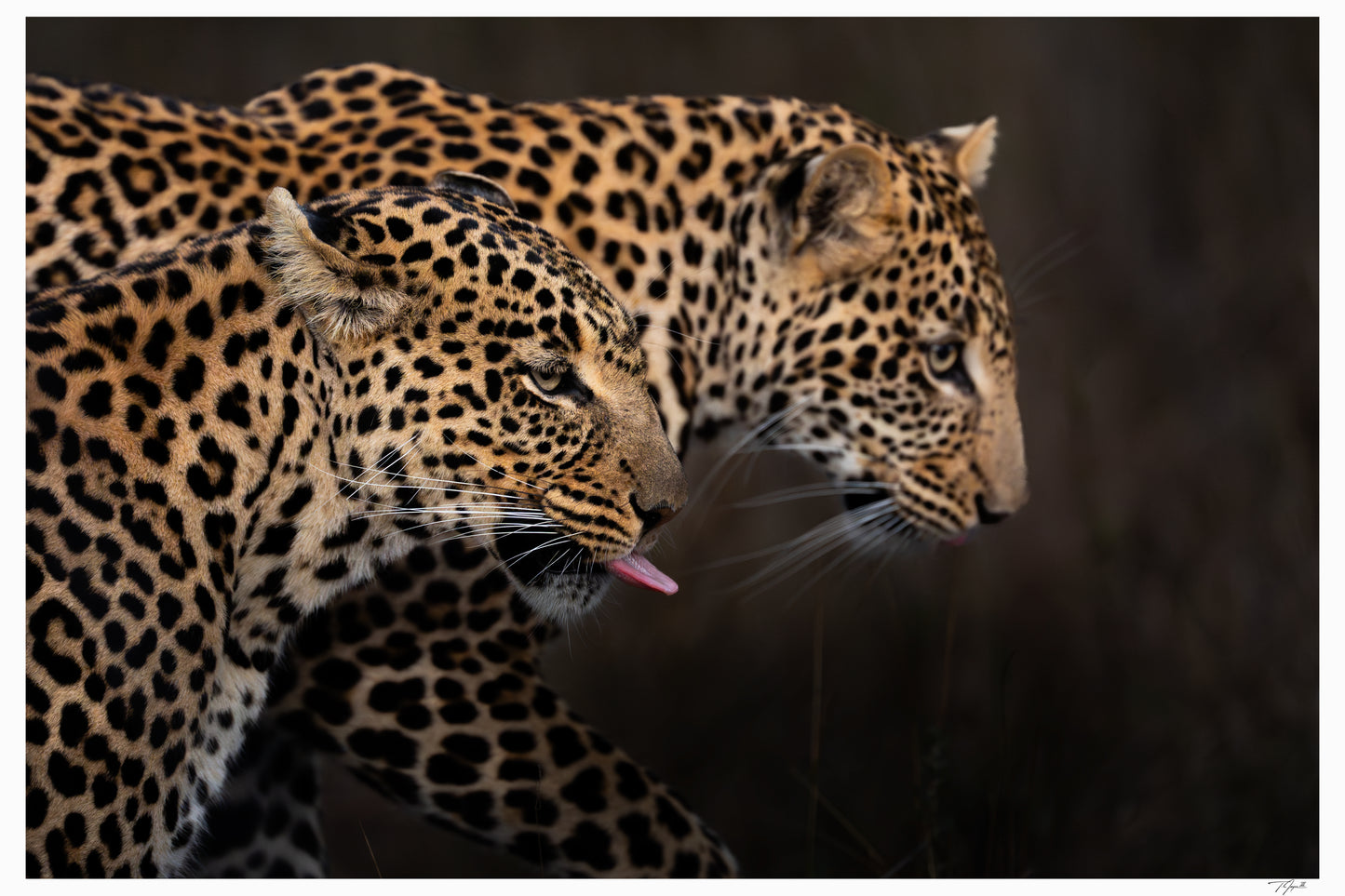 Leopard Shadow