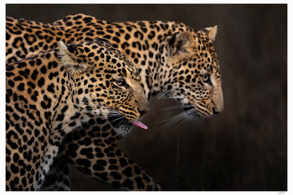 Leopard Shadow