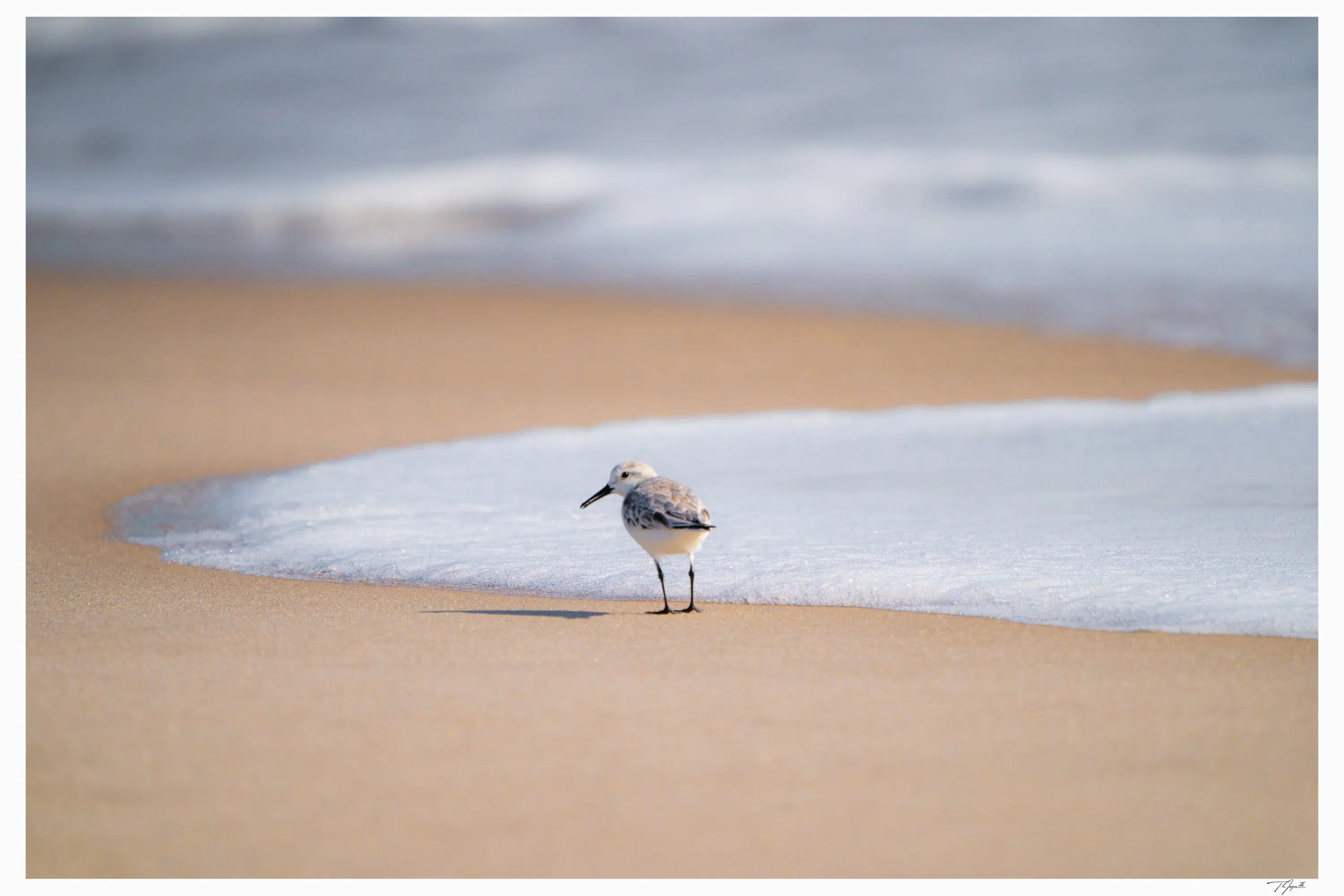 Sandpiper Smirk - Tommy Joyce