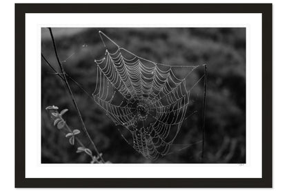 Dewdrop Web