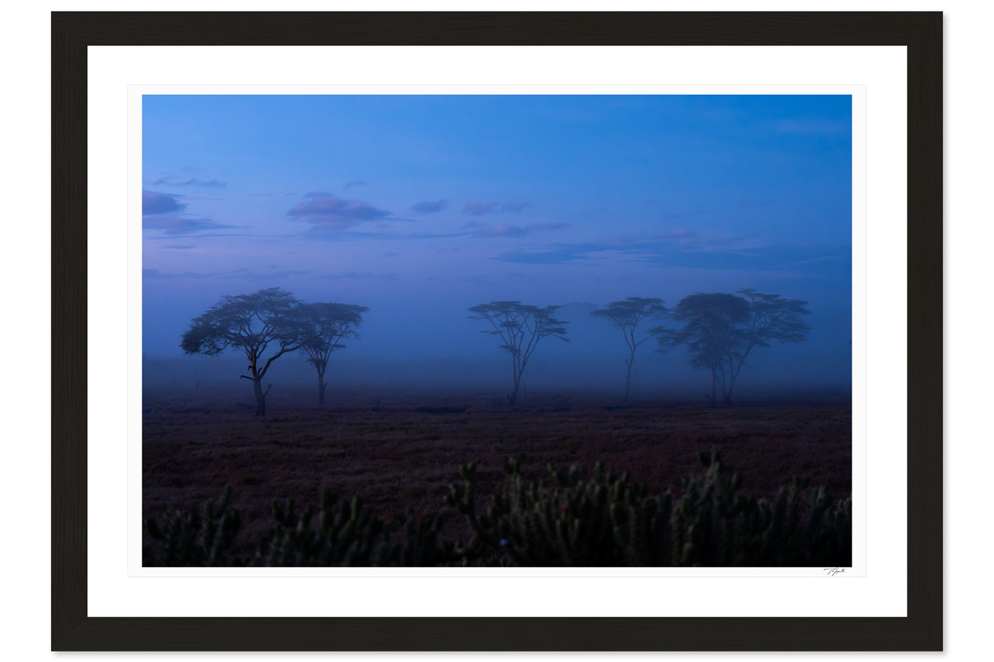 Acacia Mist