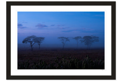 Acacia Mist