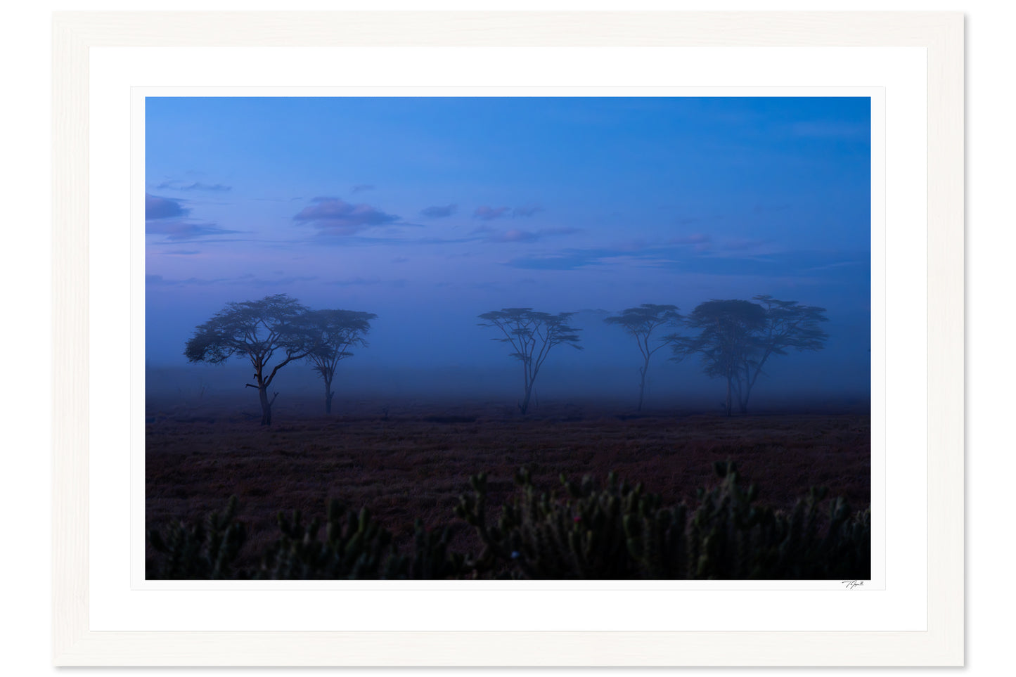 Acacia Mist