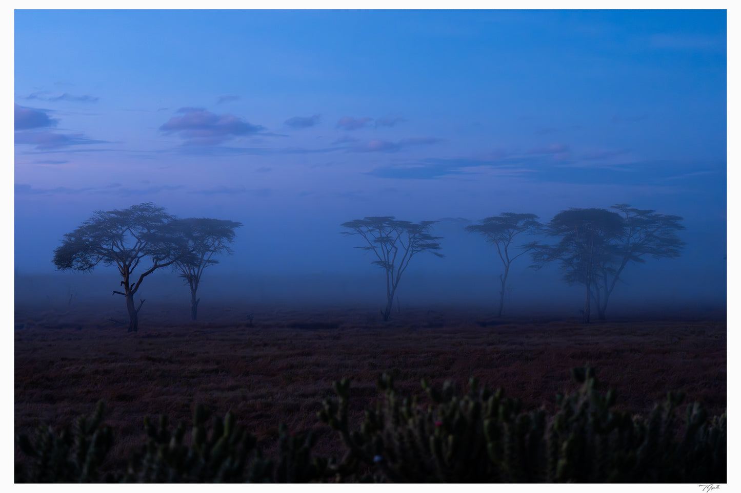 Acacia Mist
