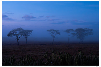Acacia Mist
