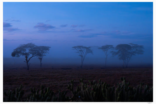 Acacia Mist