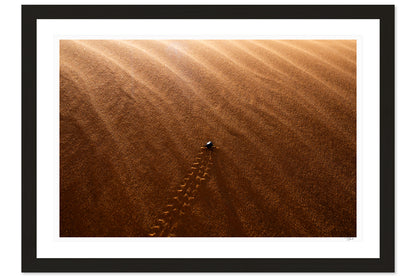 Desert Beetle