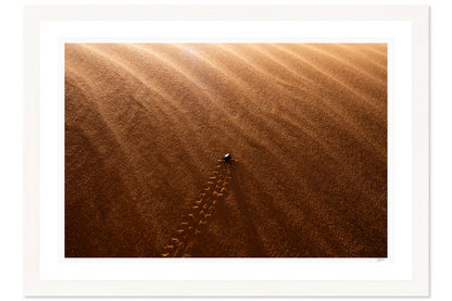 Desert Beetle