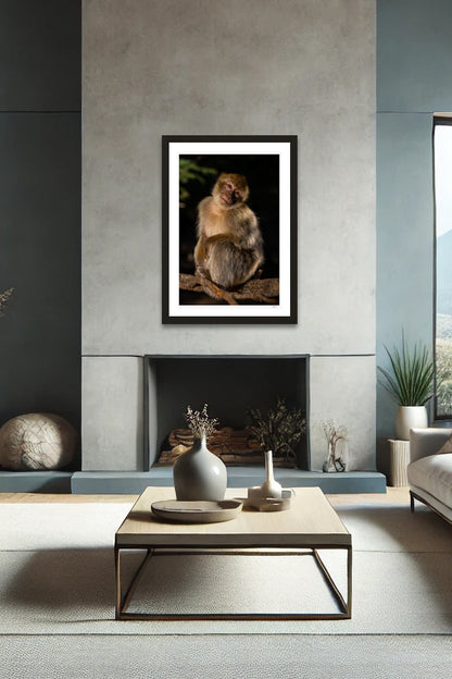 Barbary Macaque