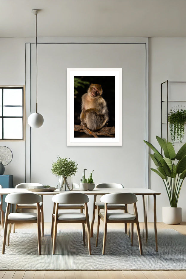 Barbary Macaque