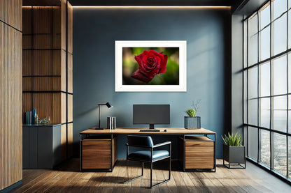 Velvet Rose