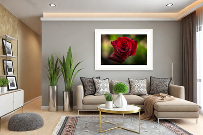 Velvet Rose