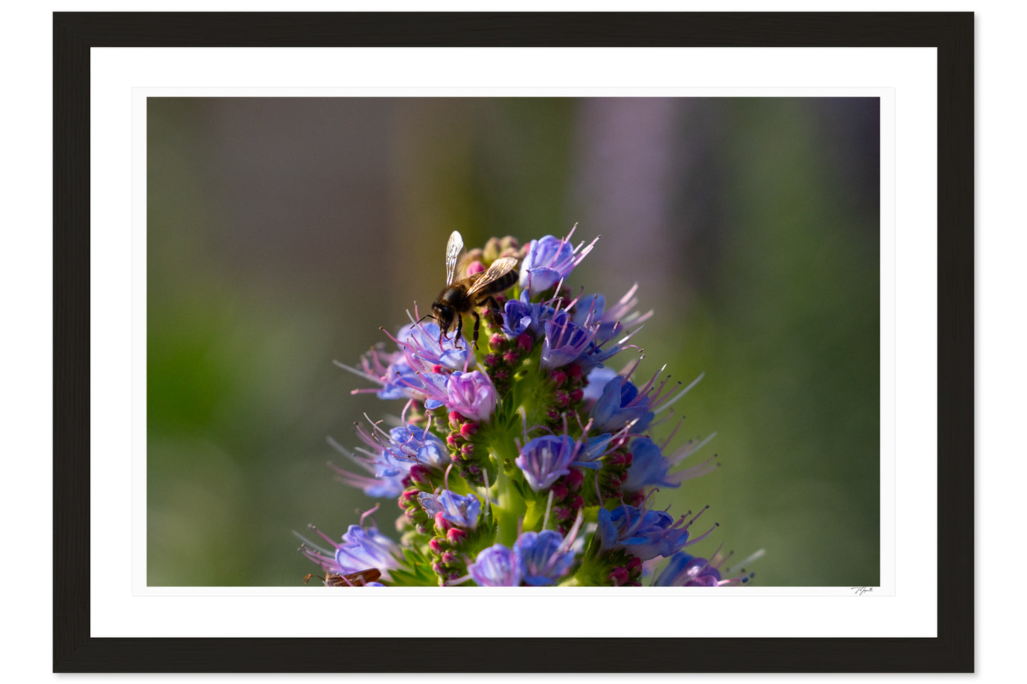 Bee Bloom