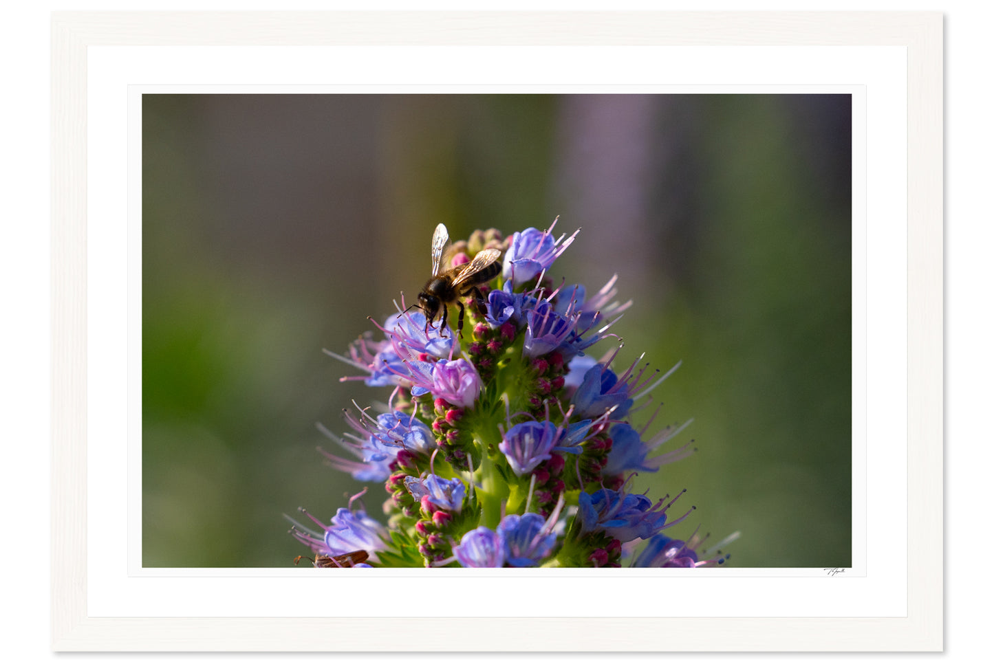 Bee Bloom