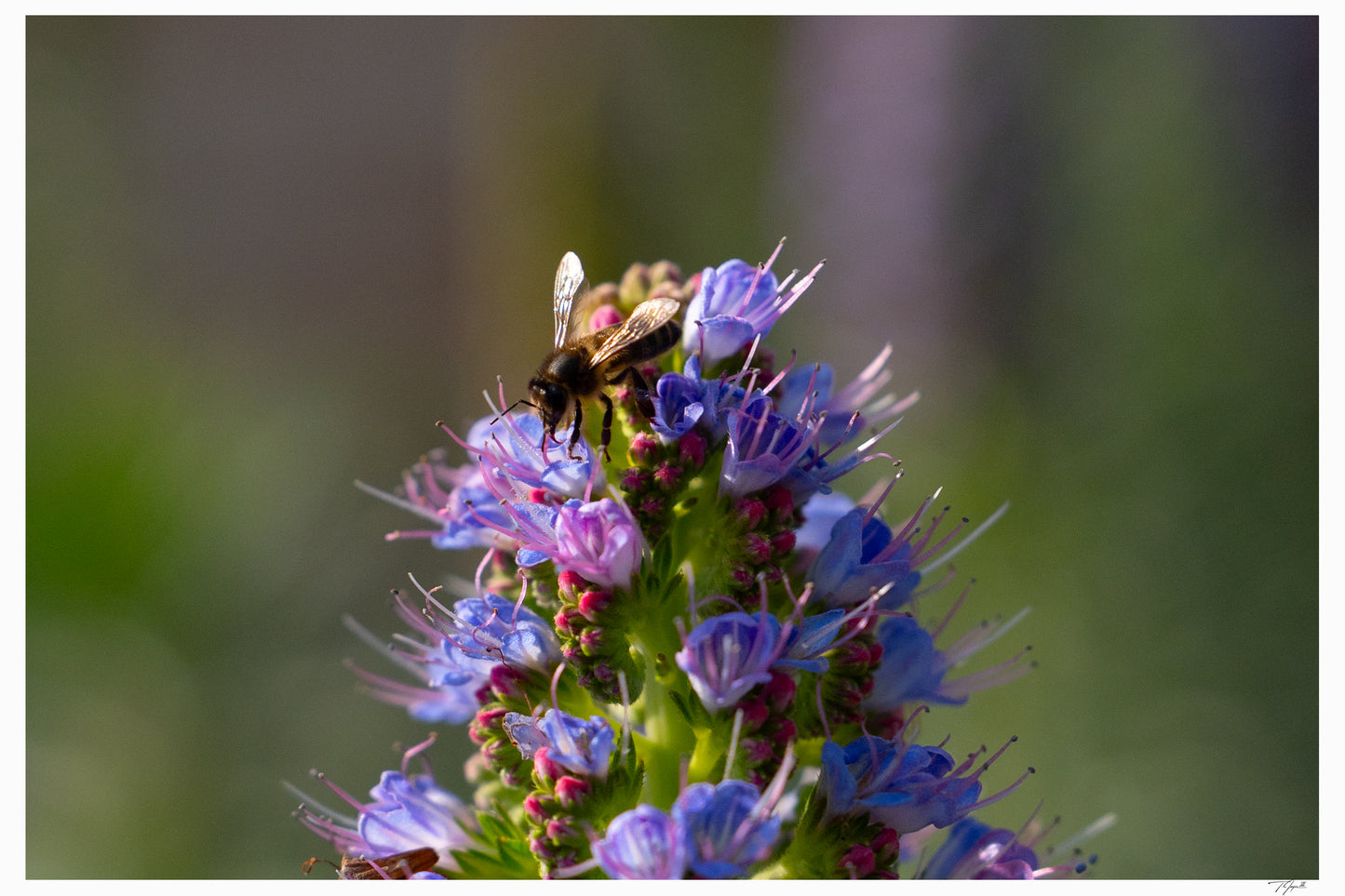 Bee Bloom