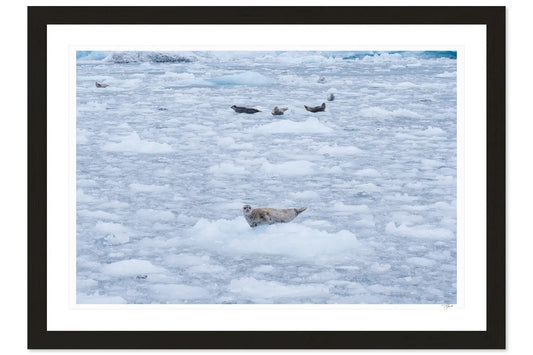 Alaskan Seals - Tommy Joyce