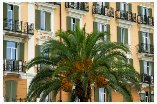 Palm Presence