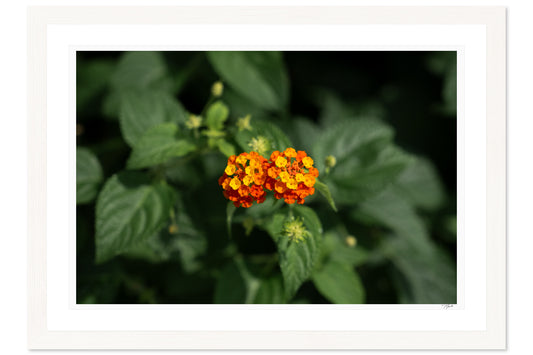 Lantana Bloom