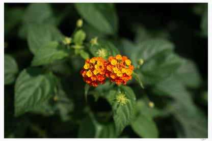 Lantana Bloom