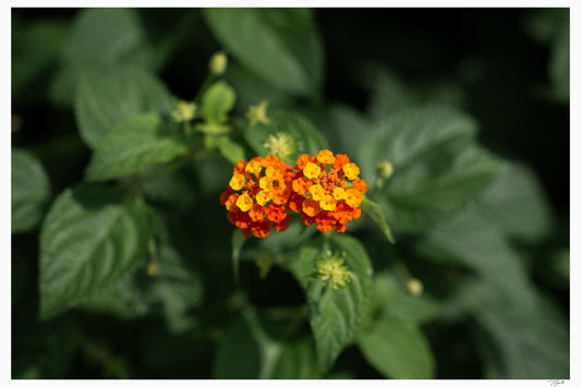 Lantana Bloom