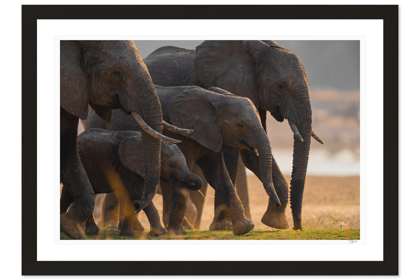 Elephant Family