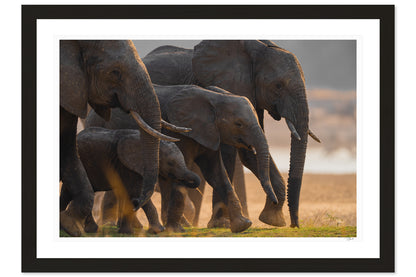 Elephant Family