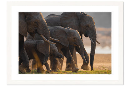 Elephant Family