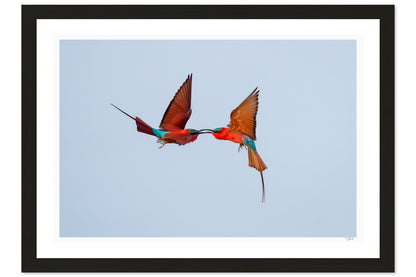 Aerial Duel