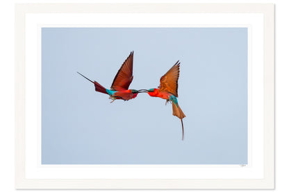 Aerial Duel