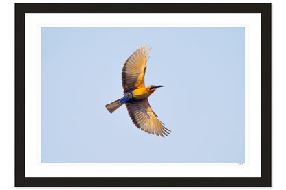 White-Fronted Bee-Eater