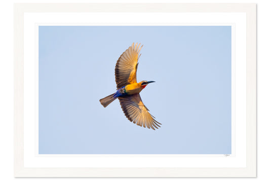White-Fronted Bee-Eater