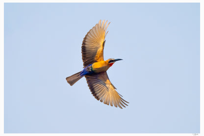 White-Fronted Bee-Eater
