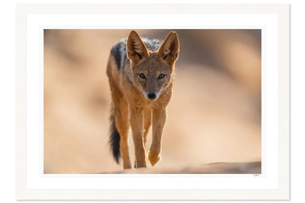 Black-Backed Jackal | Wildlife Fine Art Photography Framed